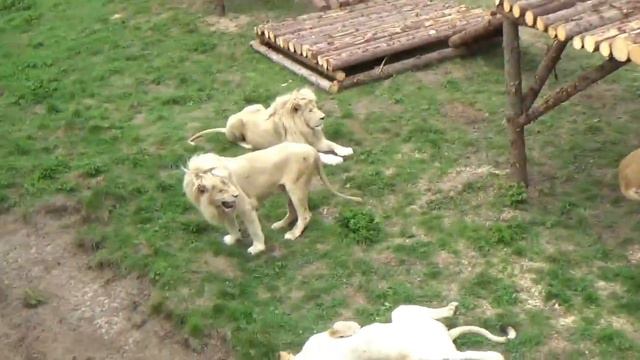 У льва Леона романтическое настроение 🦁💘 ПАРК ЗЕМЛЯ ПРАЙДА 🌿