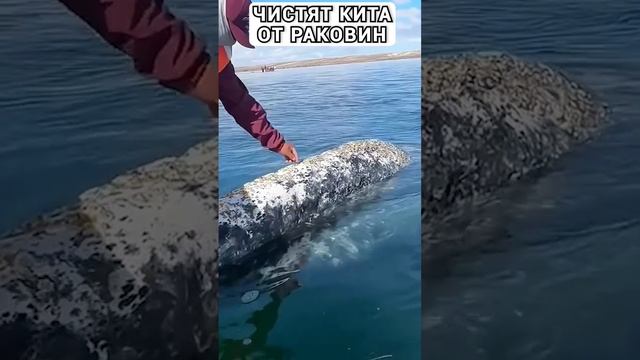 чистка кита