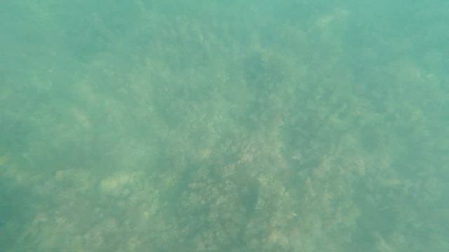 ЛАЗАРЕВСКОЕ 2020?СОЧИ.Лето продолжается! Море прозрачное и чистое! Морское царство!