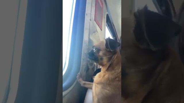 Отдыхаем с собакой. Звезда идеальна!