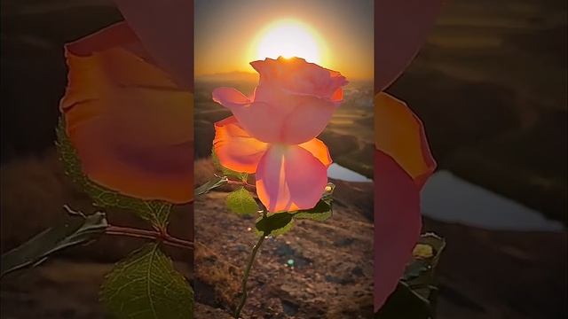 жизнь прекрасна! радуйся каждому дню ,?