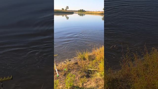 Ловля белого Амура На 7 кг/11.08.2020