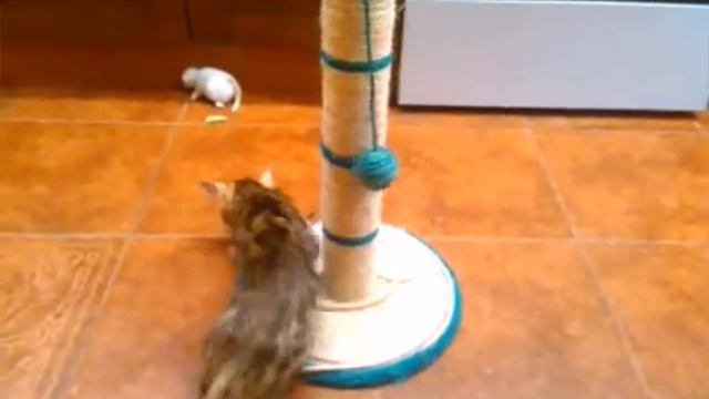 Бенгальские коты