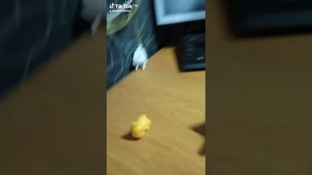 сквиш Лиля