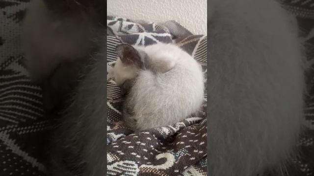 Котенок часто дышит