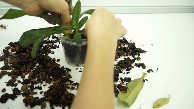 Пафиопедилум:РАСТУТ КОРНИ!Пересадка+РЕЗУЛЬТАТ.Paphiopedilum concolor.Венерин Башмачок "Конколор".