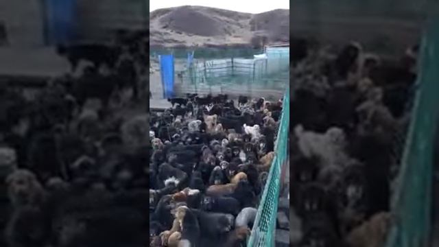 Много, очень много собак.😱😱Столько собак вместе Вы еще не видели!!!