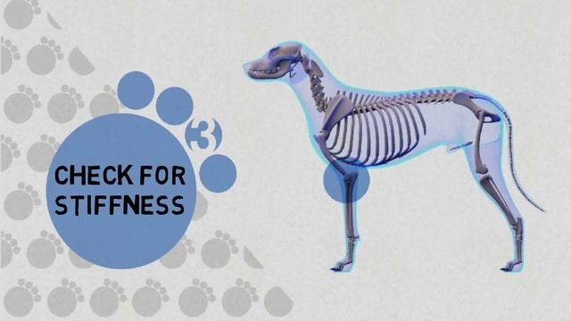What to Do if Your Dog is Limping – 4 Easy to Follow Tips
