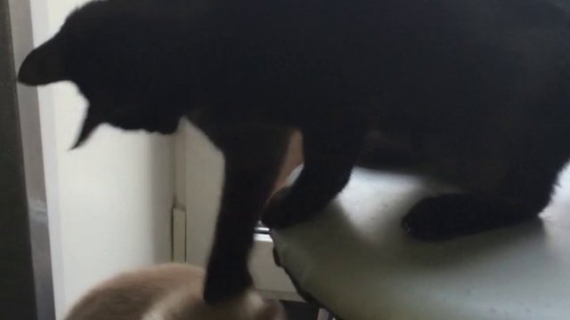 котофайтинг 2