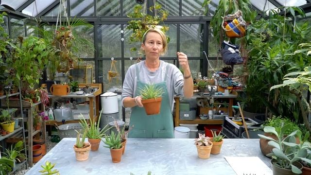 Agave mı, Aloe mi? Nasıl ayırt ederiz? ?  Bitkileri Tanıyalım - Labofem
