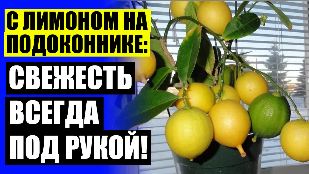 💯 Питомник павловский лимон ☑ Как привить лимонное дерево в домашних условиях ⚡