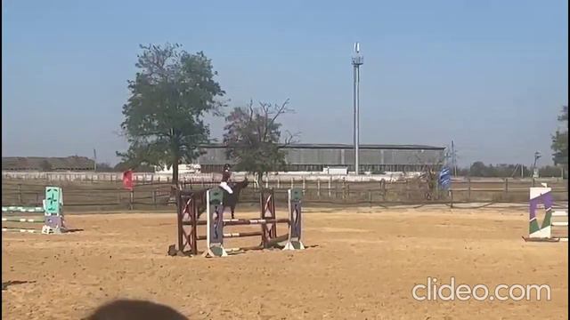 Молодая перспективная кобылка в конкур. Арт.: 3552