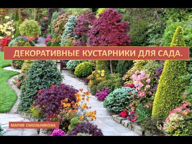 Декоративные кустарники для сада .