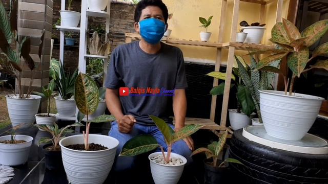 cara merawat aglonema agar sukses & anti gagal/prinsip perawatan aglonema subur,anti busuk akar/