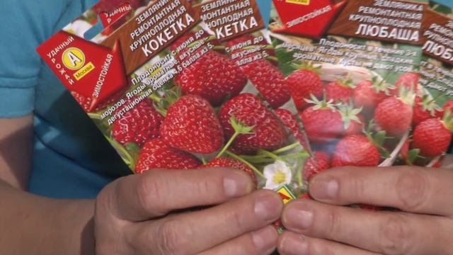Голова садовая - ПОЛЕЗНО! Обзор земляники
