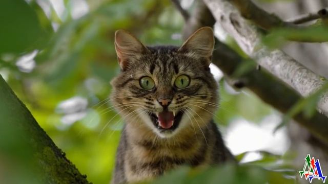 «Ну что, котяра? Поехали ко мне, хозяйку твою в больницу положили» - но кот испугался и…