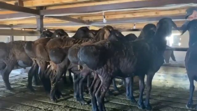 Кочкары с откормочной фермы в Шубарсу(Шымкент)  примерно по 35кг, по 70000, +77017770424