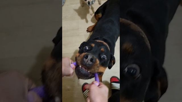 ротвейлер играет rottweiler is playing