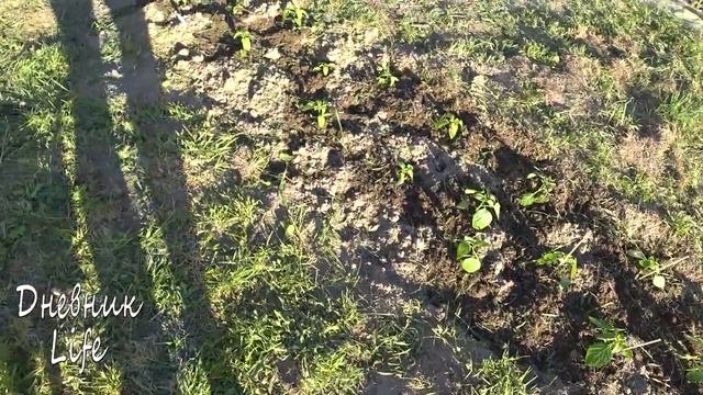 ДАЧНЫЙ ВЛОГ: Красавица ПЕТУНИЯ!