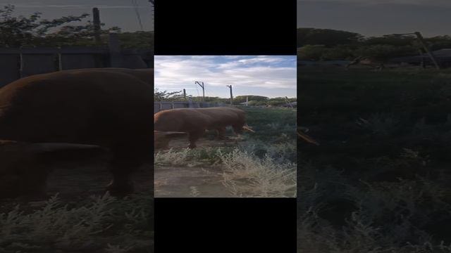 1000091365.mp4