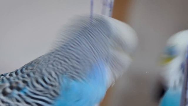 Budgie singing to Mirror for 1 Hour  Parakeet Sounds