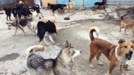 Новая забава у собачек. Прогулка | Приют Дружок Липецк | New fun for dogs. Walk |