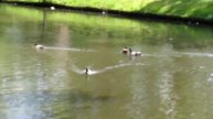 Canon Powershot sx210is - Videotest HD with zoom