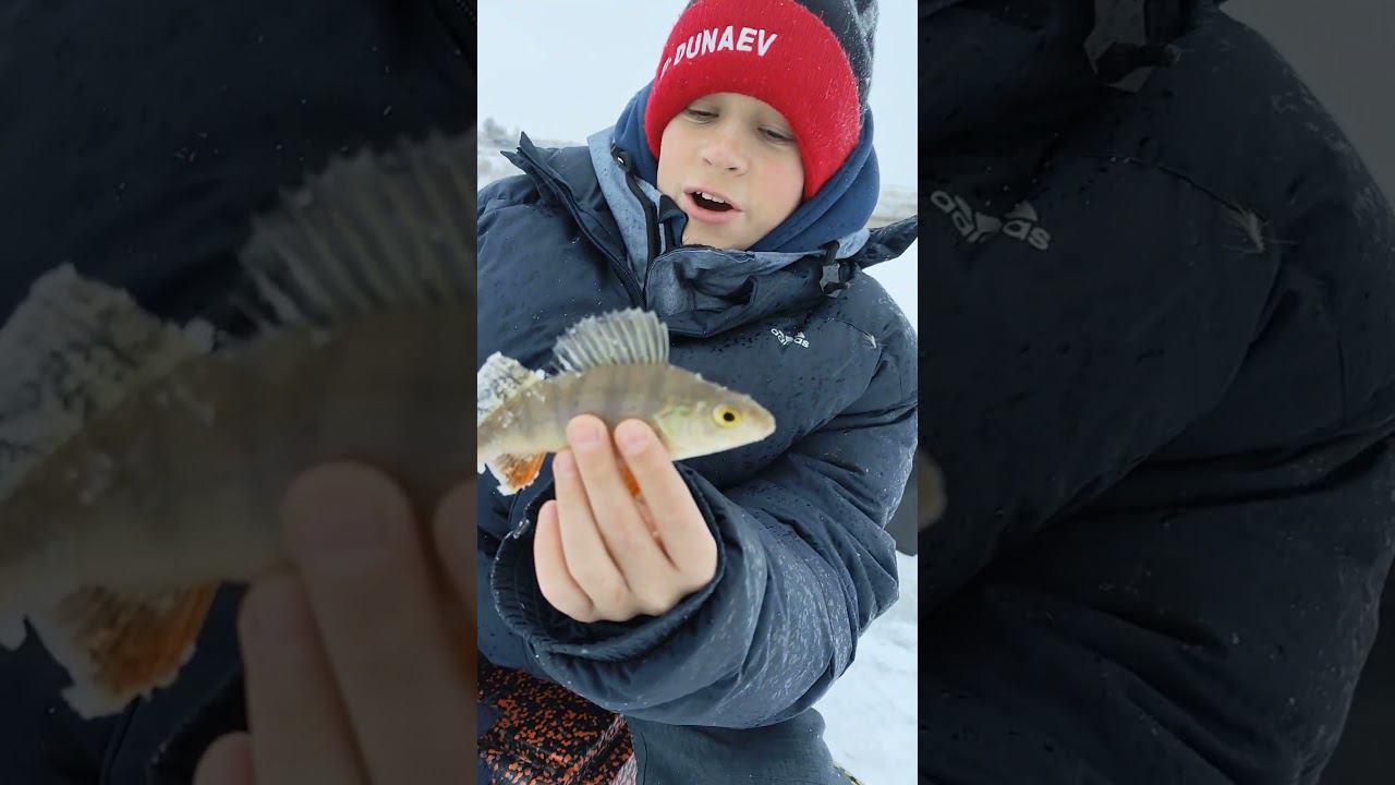 Люблю рыбалку! Дома не сижу #рыбалка #егоргришин #fish #окунь #fishing #viral #shorts