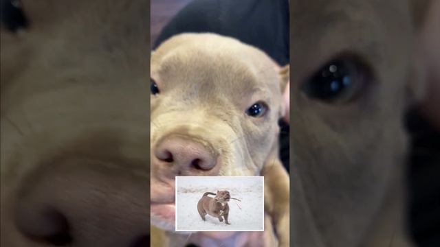 ОСТАЛСЯ ОДИН БОЖЕСТВЕННЫЙ ЩЕНОК ОТ ЛЕГЕНДАРНОГО ГРЫЗЛИ ЗА 350000. WhatsApp: +79807427894