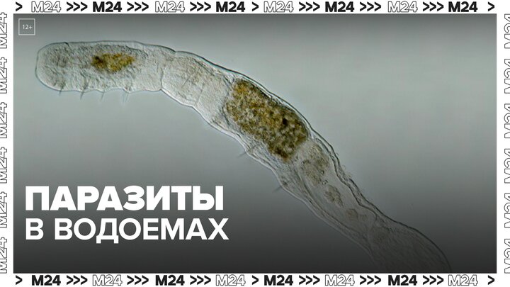 Врач-иммунолог рассказал, как водоемы заражаются паразитами — Москва 24