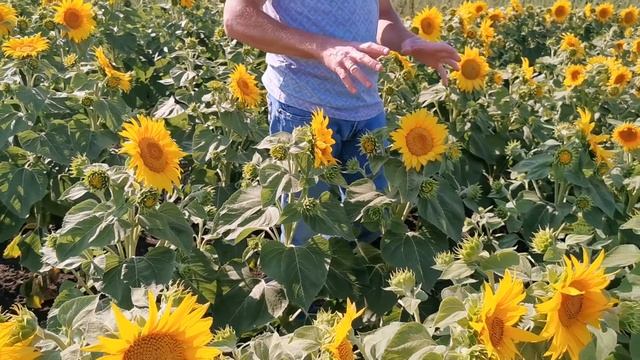 Размножение родительских линий гибрида подсолнечника Сангай
