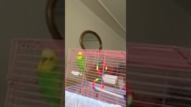 Кеша во всю говорит на русском и турецком...