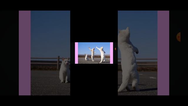 чика