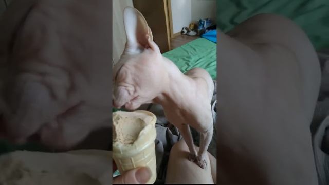 Сфинкс и любимое мороженое коровка.