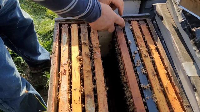 How to Catch & Install a Swarm, bee keeping 101, how to catch a swarm of bees, bee keeping