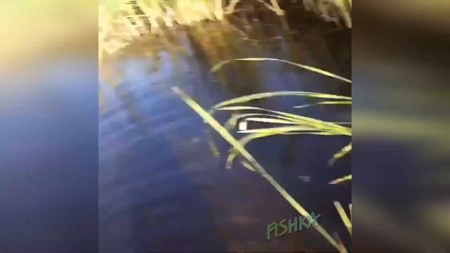МИРОВАЯ РЫБАЛКА / ПРИКЛЮЧЕНИЯ НА РЫБАЛКЕ / ПРИКОЛЫ НА РЫБАЛКЕ 2021 / ВЕСЕЛАЯ РЫБАЛКА / FISHING