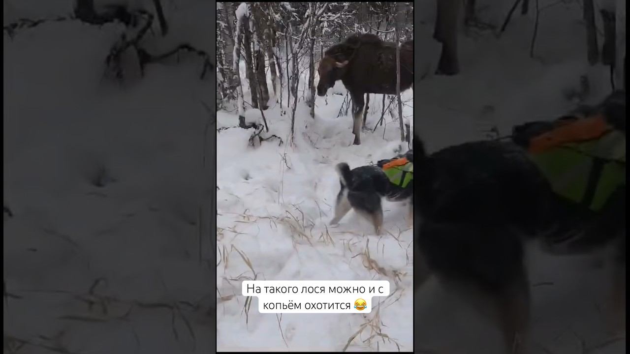Телок без чувства самосохранения #лайка #охота #лось