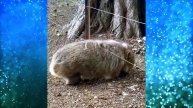 Случайно зацепился и понеслось.🤣 Это стоит увидеть! А у вас также?