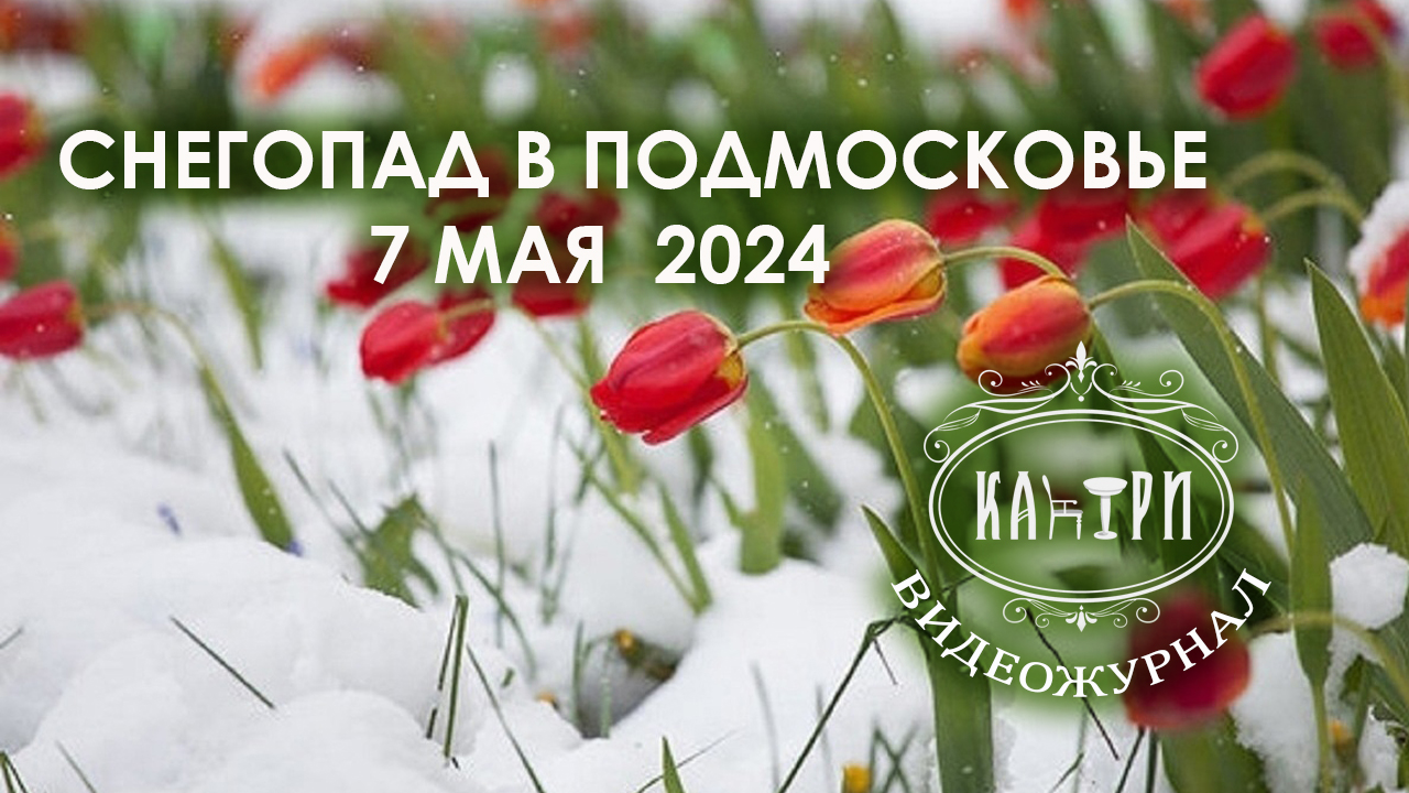 Снегопад в Подмосковье, май 2024 Что-то невероятное