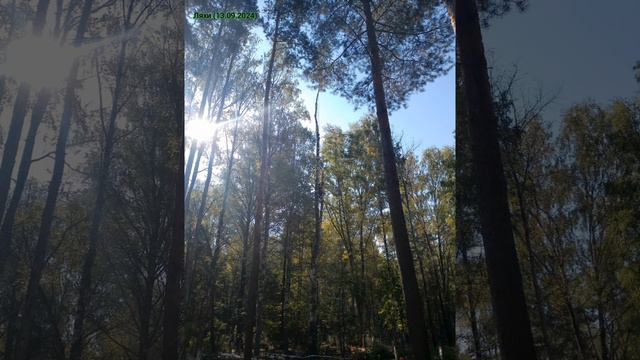 #альпинизм #арбористика #дерево #nature #tree #меленки #природа #муром #дача
