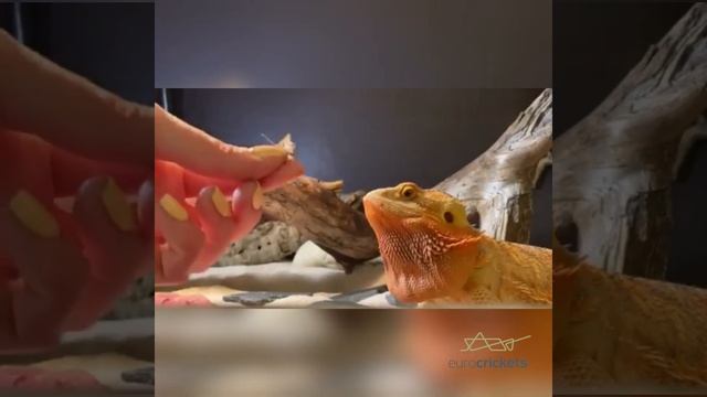 Bearded dragon Pagona vitticeps on its lunch - he loves live insects Acheta domesticus