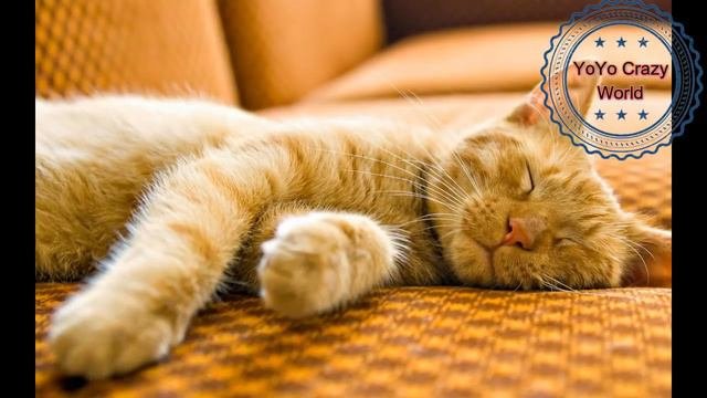 నిద్ర గురించి గమ్మత్తైన విషయాలు  | Surpising Facts About Sleep In Telugu | YoYo Crazy World