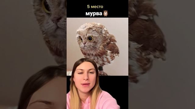 Если бы была #планета #кошек #обзор #коты #котики #обзоры #юмор