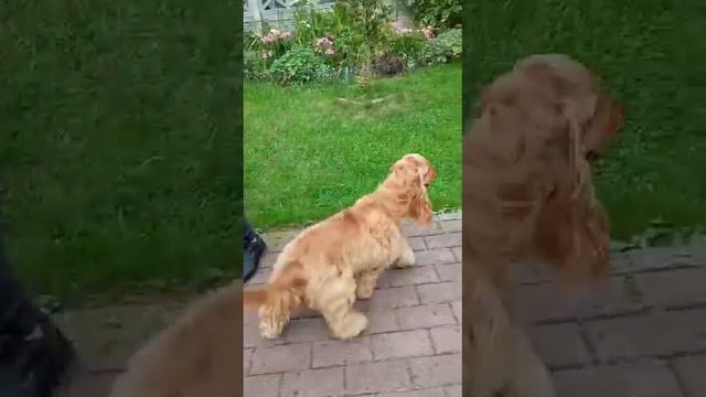 видео привет от выпускника питомника