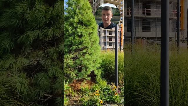 Сдача 3 очереди в ЖК флора , подходите за ключами .
