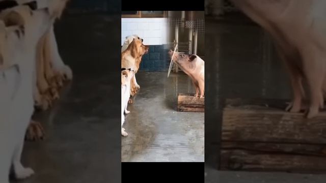 Учитесь шерстяные😎 ( видео про собак и хрюшек )