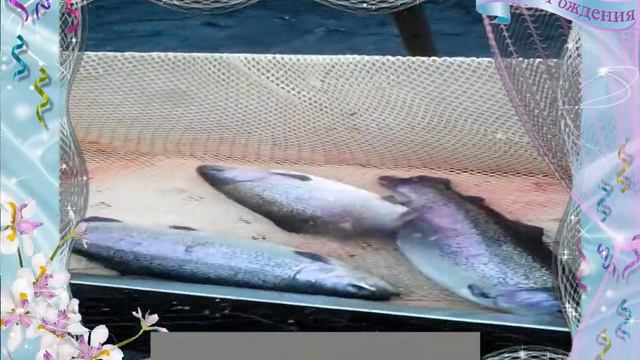 Такую форель разводят в Саяногорске!