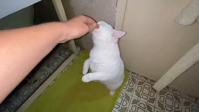 Кошка Мася хочет любви и ласки