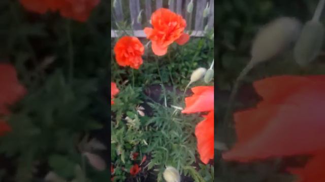 Маки красные,красивые  и опасные!