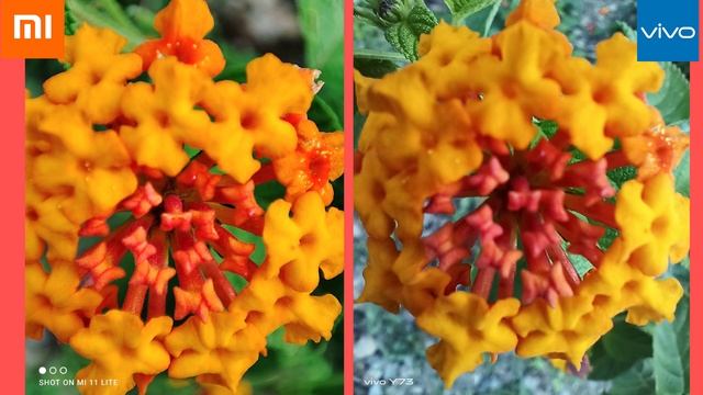 Mi 11 Lite Vs Vivo Y73 Camera Comparison ? & Nature Photography ? Techno Era